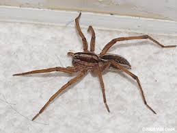 We did not find results for: North Carolina Spider Photos