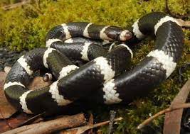 Bandy Bandy Vermicella Annulata Bandy Snake Reptile Snakes