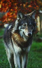 Pin By Jacqueline Lorio On Wolves Wolf Dog Wolf Photos Wolf Love