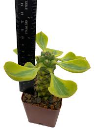 Image result for Monadenium friesii