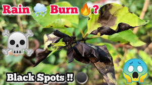 Bougainvillea Plant Care Leafs Burn Or Black Spots Problems à¦¬ à¦— à¦¨à¦­ à¦² à¦° à¦ª à¦¤ à¦• à¦² à¦° à¦— Youtube
