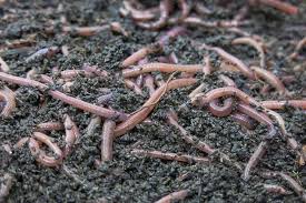 vermicompost ile ilgili gÃ¶rsel sonucu