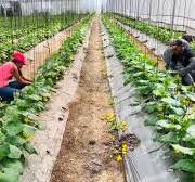 CULTIVO DE PEPINO SIEMBRA PRODUCCIÓN COSECHA EMPAQUE Y DISTRIBUCIÓN DEL  PEPINO #2