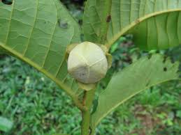 Image result for Uvaria laurentii