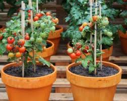 That small amount of time will make a big difference. Tips For Growing Cherry Tomatoes In Pots Effective