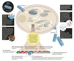Signs and symptoms typically start between two days and three weeks after contracting the virus with a fever, sore throat, muscular pain, and headaches. A Visual Guide To The Ebola Virus Epidemic The Pharmaceutical Journal