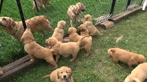 Reddit gives you the best of the internet in one place. Overjoyed Golden Retriever Puppies Flow Like A River Of Cuteness Into Back Yard