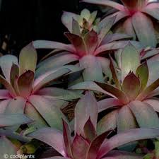Image result for Hosta Warpaint
