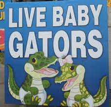 Dear Florida Citrus Center Why The Fuck Are Your Mascot S Alligator Babyfurs R Furry