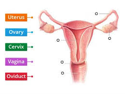 Female internal organs, by vesalius. Reproductive System Teaching Resources