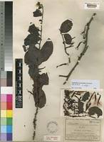 Image result for Agelanthus krausei