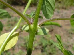 Image result for Cleome aculeata