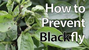 If the weather has been hot of late, then mist the broad bean flowers to encourage them to set. How To Prevent Blackfly From Destroying Broad Bean Plants Youtube