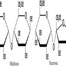 Maybe you would like to learn more about one of these? Molecular Structures Of Maltose And Sucrose Download Scientific Diagram