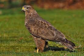 Op warme dagen is de buizerd vaak. Buizerd Valkerij Dominique