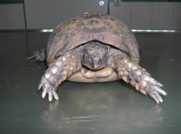 Oder macht sie plötzlich winterschlaf? Korrekte Uberwinterung Der Landschildkrote Tierarztpraxis Dr Rogalla Dr Rummel