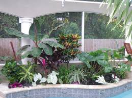 Banana Canna Bird Of Paradise Elephant Ears Philodendron Ginger Ti Plants Flax Lily Tropical Landscaping Backyard Pool Landscaping Backyard Landscaping