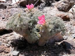 Image result for Lycopodiella sarcocaulon