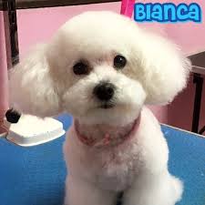4 ways to pamper your pet. The 10 Best Dog Groomers In Alhambra Ca With Free Quotes