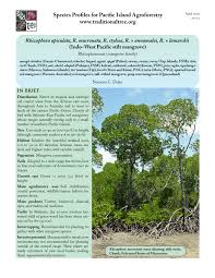 A) urat daun selari b) urat daun jejala 2) apakah ciri akar untuk pokok jagung? Pdf Indo West Pacific Stilt Mangrove Rhizophora Apiculata R Mucronata R Stylosa R X Annamalai R X Lamarckii