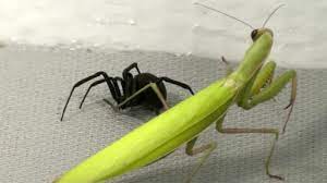 This eye feature is usually too small for people to see without a magnifying lens. Black Widow Vs Praying Mantis