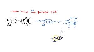 Oneclass: Write The Balanced Equation For The Isomerization Of Maleic Acid  To Fumaric Acid.