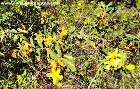 Image result for Hypericum roeperianum