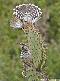 It is however, like all songbirds, protected by the migratory bird treaty act. Behavior Cactus Wren Campylorhynchus Brunneicapillus Birds Of The World