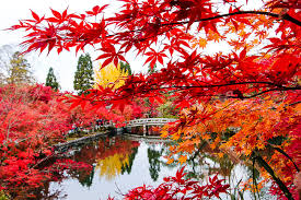 Autumn Color Report 2014 Kyoto Report Fall Colors Kyoto Japan Thailand Travel