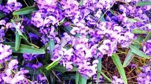 Check spelling or type a new query. Australian Native Plants Guide For Your Garden Blog Mulches More