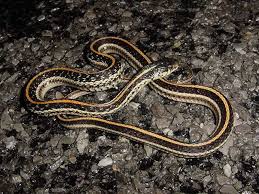 A place where garter snake ( thamnophis) enthusiasts can share their appreciation of these beautiful snakes, and for others to perhaps learn. Texas Garter Snake Facts And Pictures