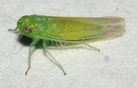 Image result for Empogona sp. A