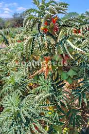 Image result for Melianthus major
