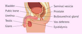 Label the diagram using the words in the box below: Labeled Diagram Of The Male Reproductive System