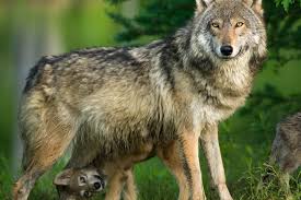 Trump S Plan To Take Wolves Off The Endangered Species List Is Deeply Flawed Vlk Zvirata Priroda