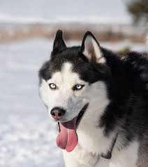 Bekannt durch viele filme und beliebt durch sein hübsches äußeres. Schlittenhunde Your Dog Hundemagazin