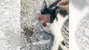 Gozu Oyulan Kedi Paylasimi Icin 2202 Lira Ceza Guncel Haberleri