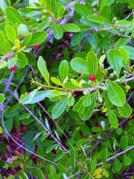 Image result for Erythroxylum emarginatum