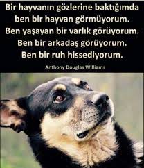 gekkemirafatvdb adli kullanicinin candostlarimiz panosundaki pin hayvan sozleri hayvan haklari hayvan