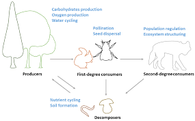 Sustainability Free Full Text Kindergarten Children S Perception About The Ecological Roles Of Living Organisms Html