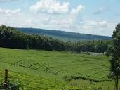 Kericho – Travel guide at Wikivoyage