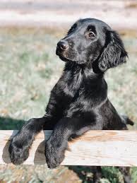 Epingle Sur Chiens