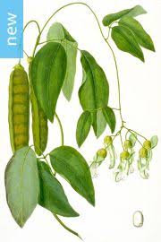 Image result for Mucuna poggei