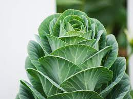 They add 4 to 5 weeks to the growing season because they can be grown indoors before the weather is warm enough to plant the seeds outside. How To Grow Collard Greens