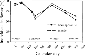 Image result for Harveya huillensis