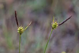 Image result for Carex steudneri
