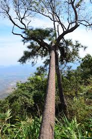 Check out this list to identify your pine tree's symptoms and find suggested treatments. 611 Leaning Pine Tree Photos Free Royalty Free Stock Photos From Dreamstime