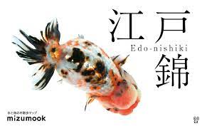 江戸錦の飼い方 金魚 飼育 えさ 病気 種類 金魚 飼育 金魚 金魚 種類