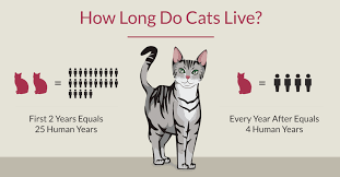 Which cat breed lives the longest? How Long Do Cats Live Petrefine