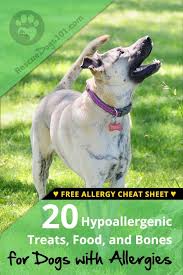 As A Parent Of A Dog With Allergies I Understand The Struggle Of Finding Hypoallergenic Foods If You Ve Ever Read The In Dog Allergies Dog Treat Bag Dog Care